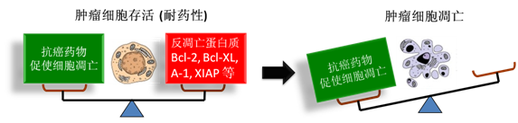 图 1：肿瘤细胞通过反凋零蛋白产生耐药性，对反凋零蛋白的抑制将改变平衡，消除肿瘤耐药性。