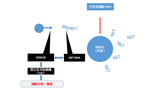 除了单纯的捕获，NET DNA与CCDC-25的结合还增强了癌细胞的侵袭行为，促进了癌症的肝转移。