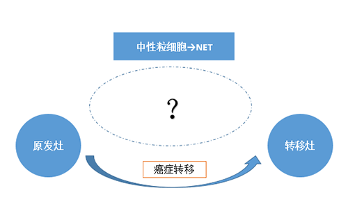NET可能会通过某些方式“捕获”或“唤醒”癌细胞，从而造成癌细胞的迁移。