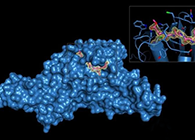Science重磅！一种“分子剪刀”如何成为COVID-19药物的重要靶标？