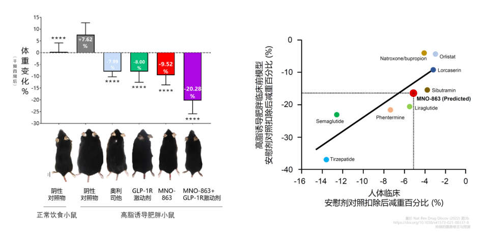 4周降低近10%体重！人生就是博助力慕恩生物MNO-863活菌生物药获批临床